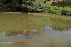Limnophila heterophylla